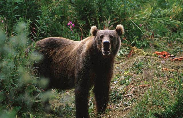 640px Kodiak Brown Bear