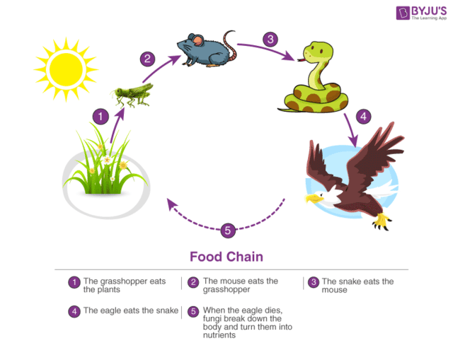 Ecosystem Components Of Ecosystem