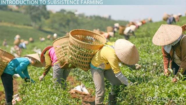 Subsistence farming definition and examples 140498