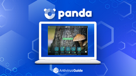 panda dome.webp