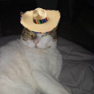 MexicanCat