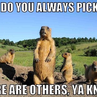 funny-groundhog-meme.jpg