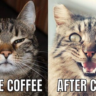 coffee-cat-meme-1024x576.jpg