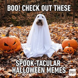 halloween-memes-ft.jpg