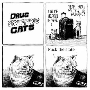 drug enforcement kitty