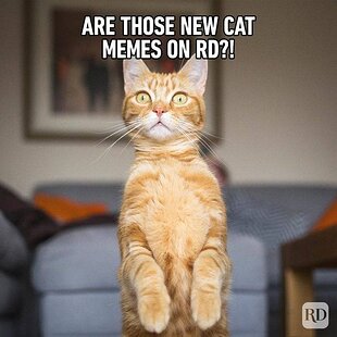 Hilarious-Cat-Memes-FT.jpg