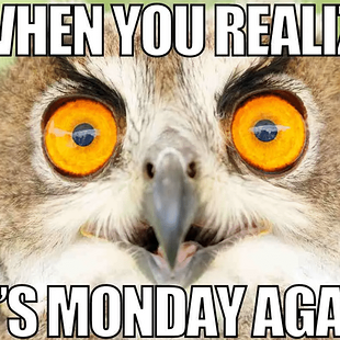 Owl monday meme.png