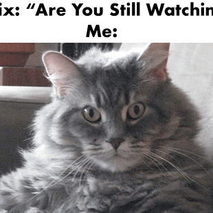 Cat Meme Netflix Funny