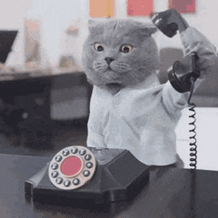 cat-telephone-cat.gif