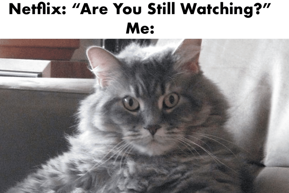 Cat Meme Netflix Funny 1000x666.png