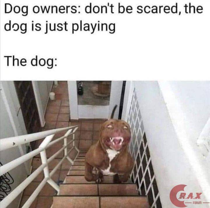 dog