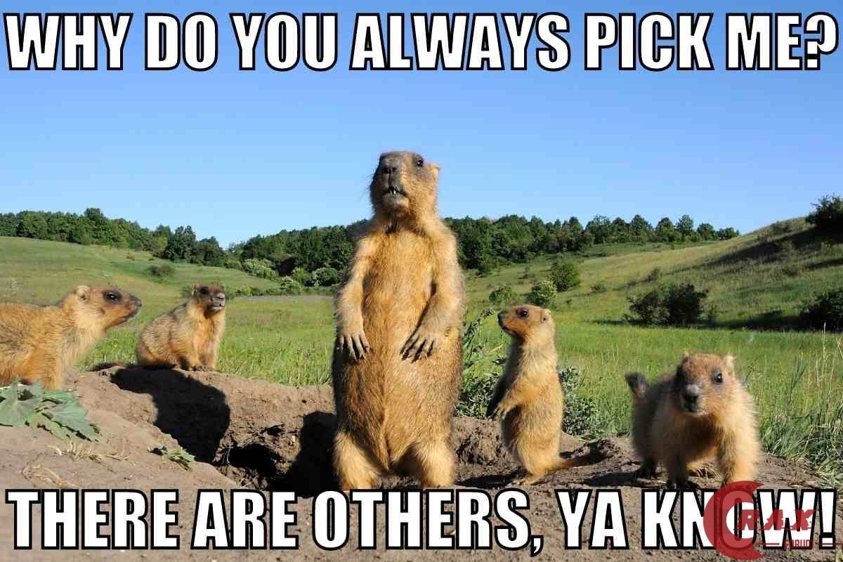 funny-groundhog-meme.jpg