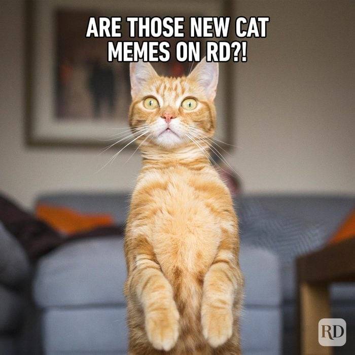 Hilarious-Cat-Memes-FT.jpg