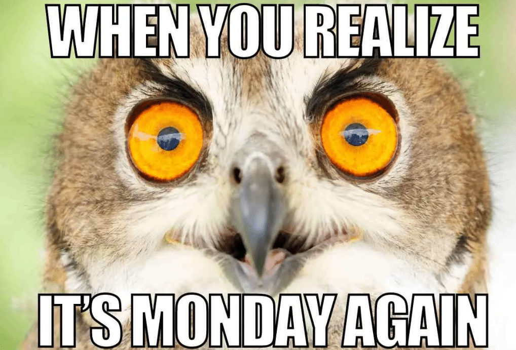 Owl monday meme.png