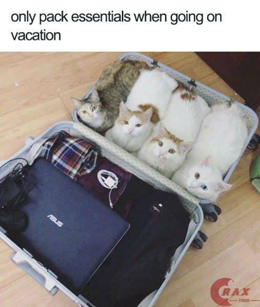 Vacation